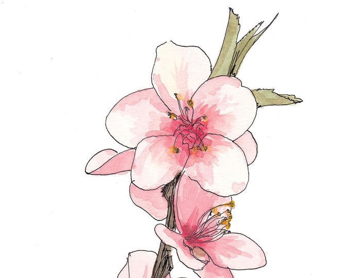 PEACH BLOSSOM FLOWERS - Flower, Tree, Bloom, Pink, Nature, Spring, Floral, Ink and Watercolor, Painting, Drawing, Sketchbook, Drawn There