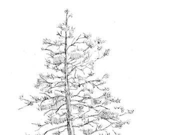 PINE TREE & ROCKS - Big Bear Lake, California, Sketch, Nature, Plein Air, Drawing, Pen and Ink, Sketchbook, Art, Print, Drawn There