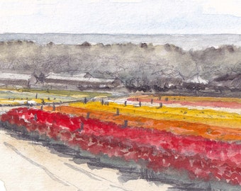 CARLSBAD FLOWER FIELDS - San Diego North County, Giant Tecolote Ranunculus, Color Watercolor Plein Air Art Print, Drawn There
