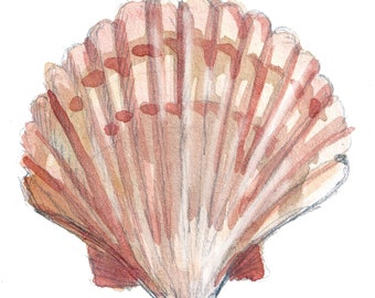 SCALLOP SHELL - Seashell, Ocean, Beach, Marine, Nautical, Nautilus, Ink and Watercolor Painting, Drawing, Giclee Art Print, Drawn There