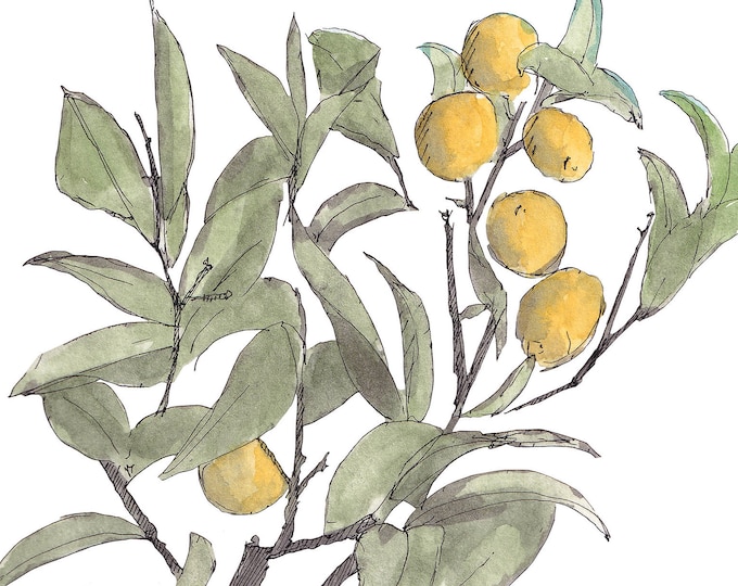 LEMON TREE - Nature, Fruit, Orchard, Drawing, Watercolor Painting, Sketchbook, Plein Air, Art, Print, Drawn There