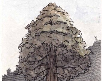 METHUSELAH REDWOOD TREE - Santa Cruz Mountains, California, Forest, Ink & Watercolor Painting, Drawing, Nature Sketchbook, Art, Drawn There