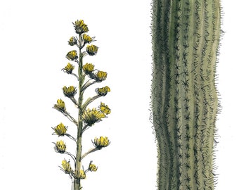 AGAVE AND CACTUS - Desert Plants, Nature, Flowers, Ink and Watercolor Plein Air Painting, Drawing, Sketchbook Art, Giclee Print, Drawn There