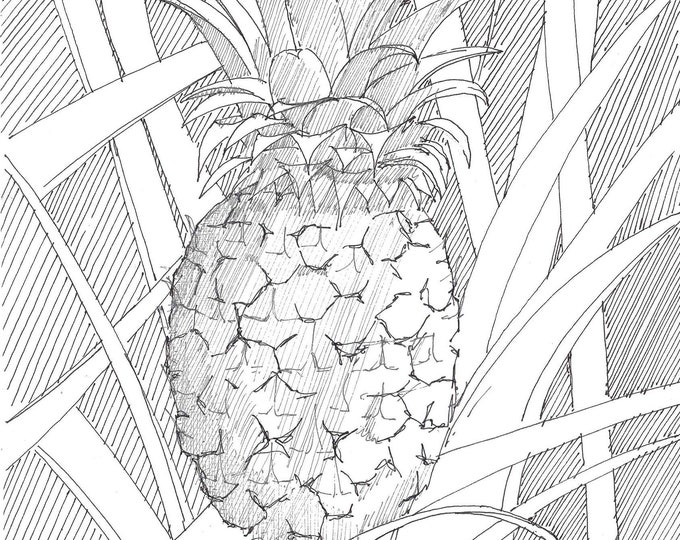 PINEAPPLE - Hawaii, Nature, Garden, Tropical Fruit, Drawing, Pen and Ink, Sketchbook, Art, Drawn There