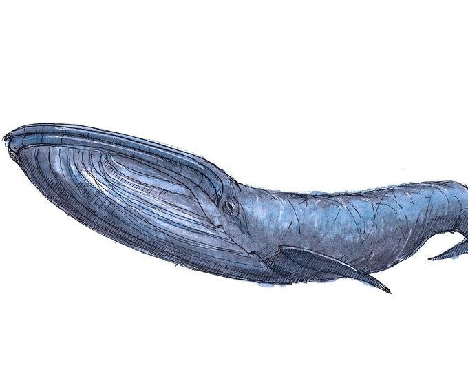 BLUE WHALE - Ethyl, Sea Life, Ocean, Recycled Plastic, Santa Fe, Meow Wolf, Art, Drawing, Painting, Sketchbook, Art, Print, Drawn There