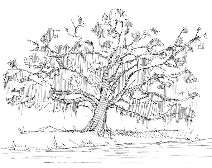 LIVE OAK TREE with Spanish Moss - Pen and Ink Drawing, Line Drawing, Sketchbook, Art, Drawn There