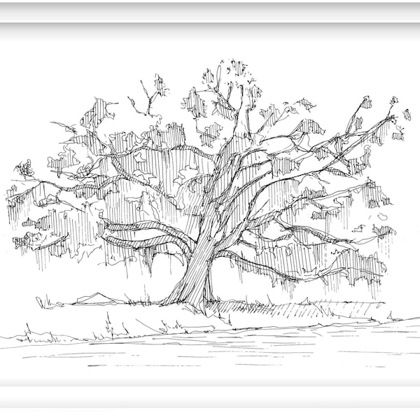 LIVE OAK TREE with Spanish Moss - Pen and Ink Drawing, Line Drawing, Sketchbook, Art, Drawn There