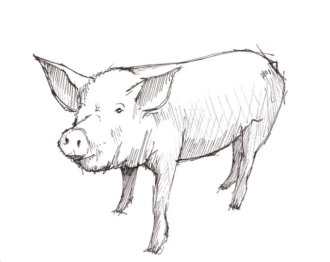 PIG SKETCH - Nature, Farm, Livestock, Animal, Art, Watercolor, Painting, Pen and Ink, Drawing, Sketchbook, Drawn There