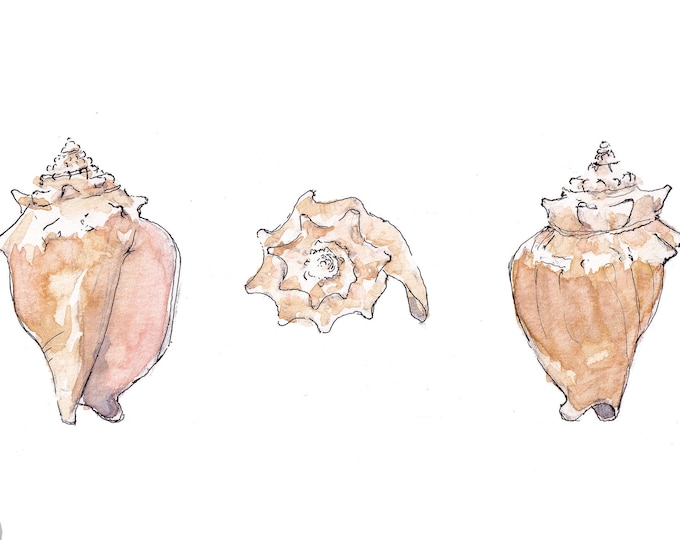 CONCH SHELLS - Seashell, Ocean, Beach, Marine, Nautical, Nautilus, Ink and Watercolor Painting, Drawing, Giclee Art Print, Drawn There