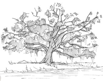 LIVE OAK TREE with Spanish Moss - Pen and Ink Drawing, Line Drawing, Sketchbook, Art, Drawn There