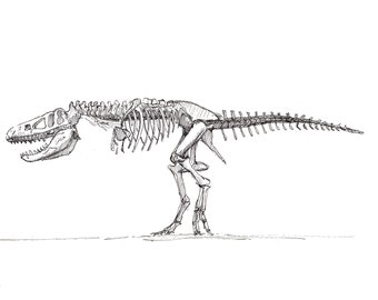 t rex bones drawing - Google Search  Dinosaur drawing, Skull drawing,  Skeleton drawings