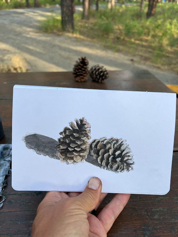 松ぼっくり - 自然の水彩画、松の木、自然のスケッチブックアート