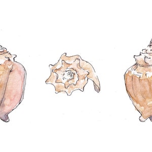 Op de afbeelding: Drie aquarel illustraties van schelpen. De schelpen zijn lichtbruin van kleur met een vleugje roze. De schelpen zijn realistisch getekend.