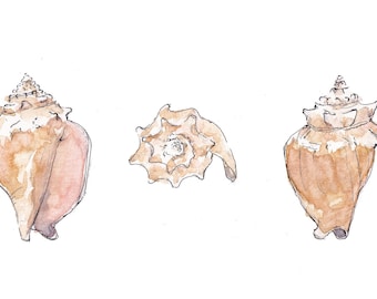 CONCH SHELLS - Seashell, Ocean, Beach, Marine, Nautical, Nautilus, Ink and Watercolor Painting, Drawing, Giclee Art Print, Drawn There