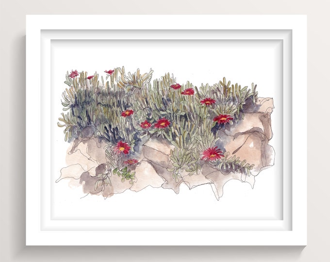 ICE PLANT SUCCULENT - Southern California Garden, Flowers, Blossom, Bloom. Plants, Watercolor Painting, Drawn There