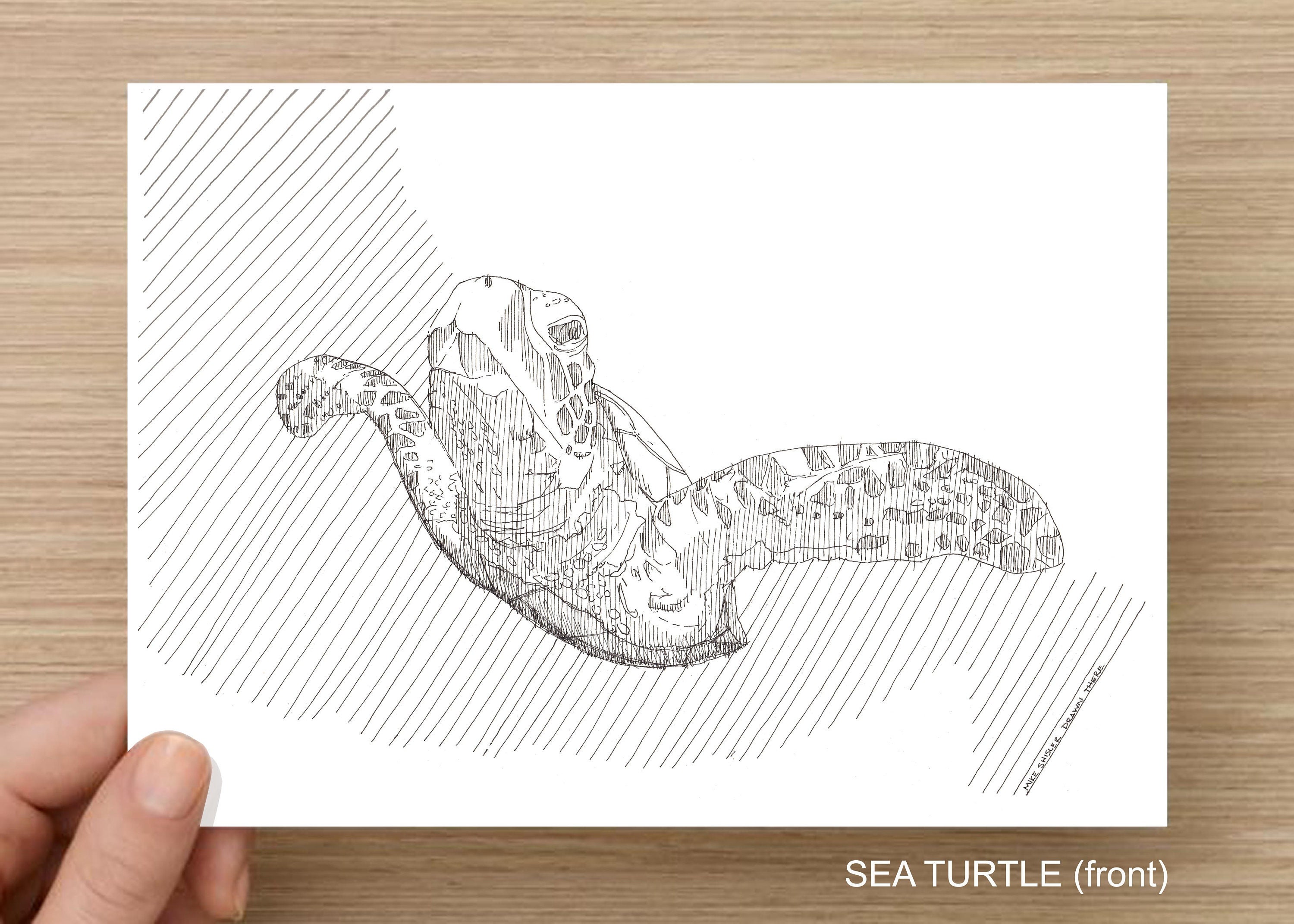 Download Sketch Shell Sea RoyaltyFree Stock Illustration Image  Pixabay