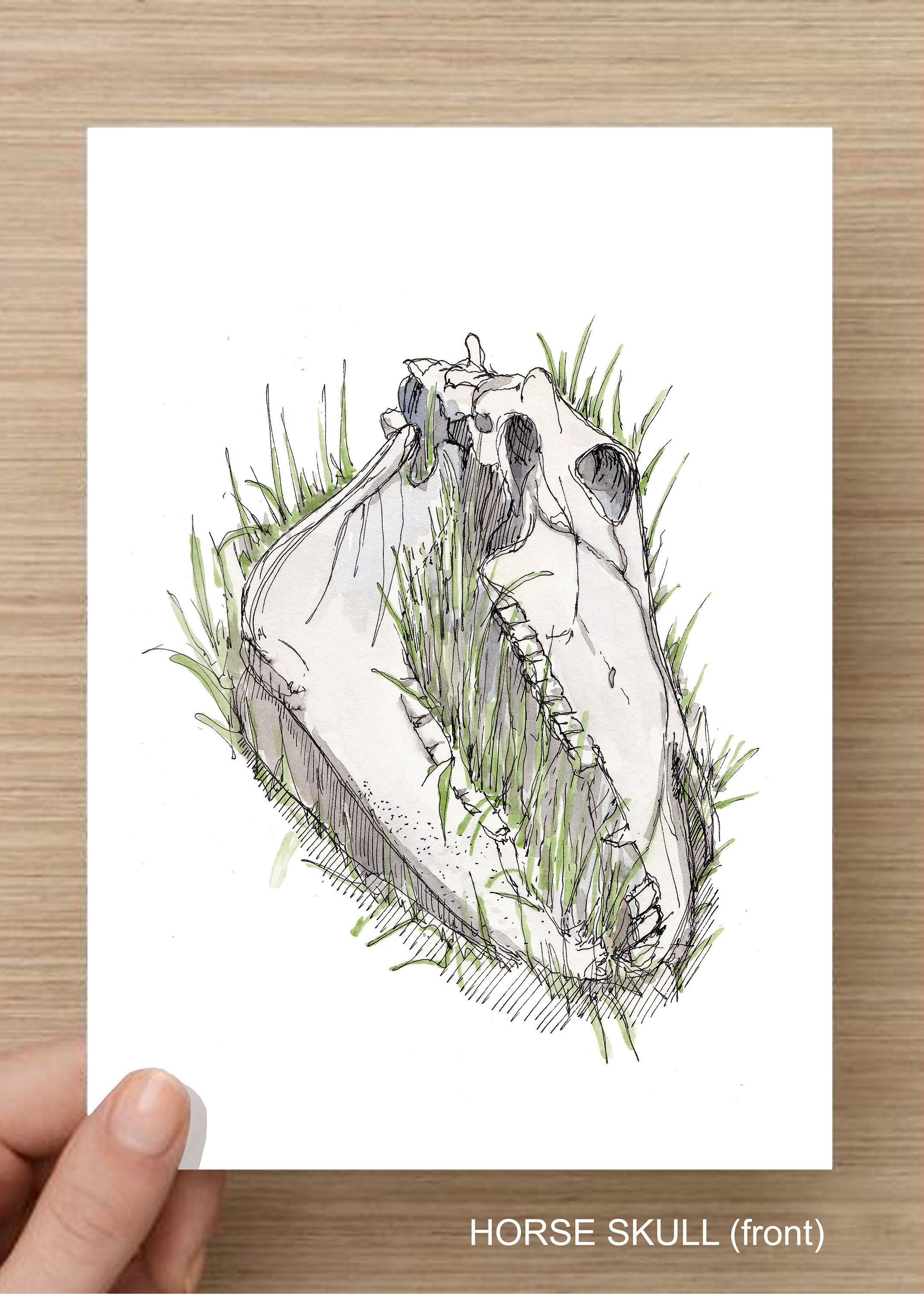 Horse Skull Nature Grass Death Circle Of Life Bone Art Watercolor Painting Pen And Ink Drawing Sketchbook Drawn There