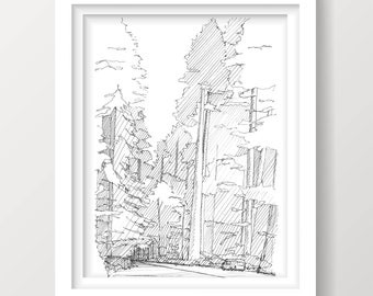 REDWOOD NATIONAL PARK - Avenue of the Giants, Trees, California, Vanlife, Drawing, Pen and Ink, Sketchbook, Art, Drawn There