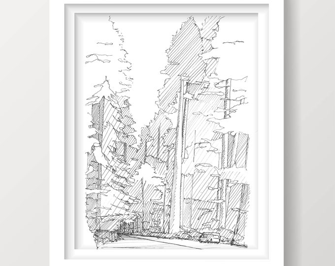 REDWOOD NATIONAL PARK - Avenue of the Giants, Trees, California, Vanlife, Drawing, Pen and Ink, Sketchbook, Art, Drawn There