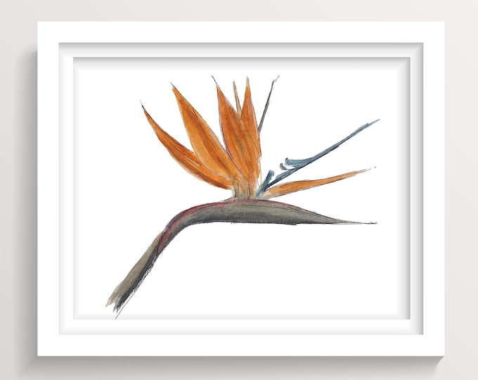 BIRD OF PARADISE - Tropical Flower Garden, Botanical Watercolor Painting, Nature Art Print, Drawn There