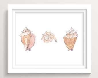 CONCH SHELLS - Seashell, Ocean, Beach, Marine, Nautical, Nautilus, Ink and Watercolor Painting, Drawing, Giclee Art Print, Drawn There