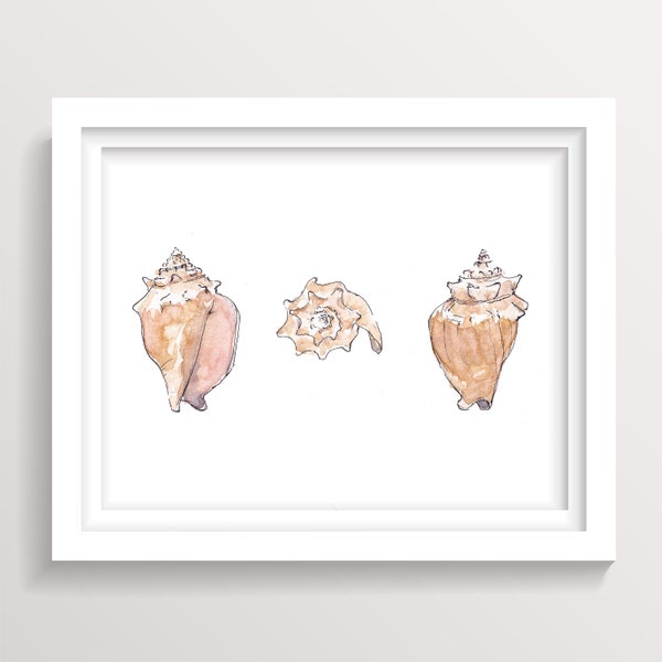 CONCH SHELLS - Seashell, Ocean, Beach, Marine, Nautical, Nautilus, Ink and Watercolor Painting, Drawing, Giclee Art Print, Drawn There