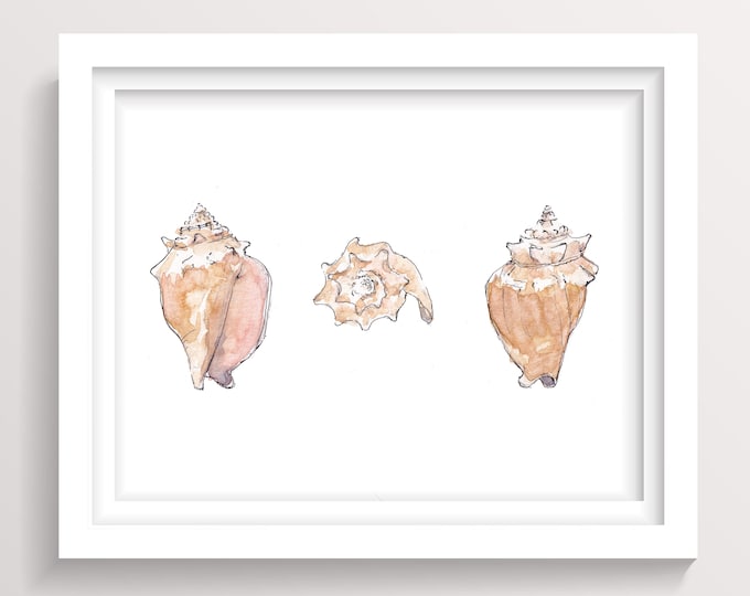 CONCH SHELLS - Seashell, Ocean, Beach, Marine, Nautical, Nautilus, Ink and Watercolor Painting, Drawing, Giclee Art Print, Drawn There