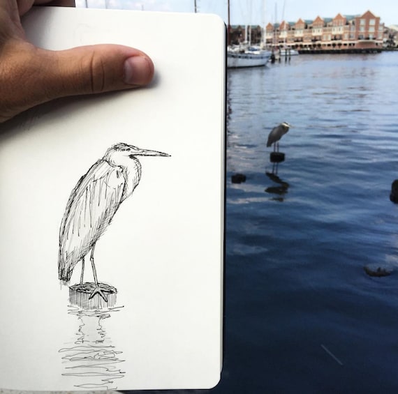 Blue Pen Drawing Nature Blue Bird Drawing By Ebuka Emmanuel