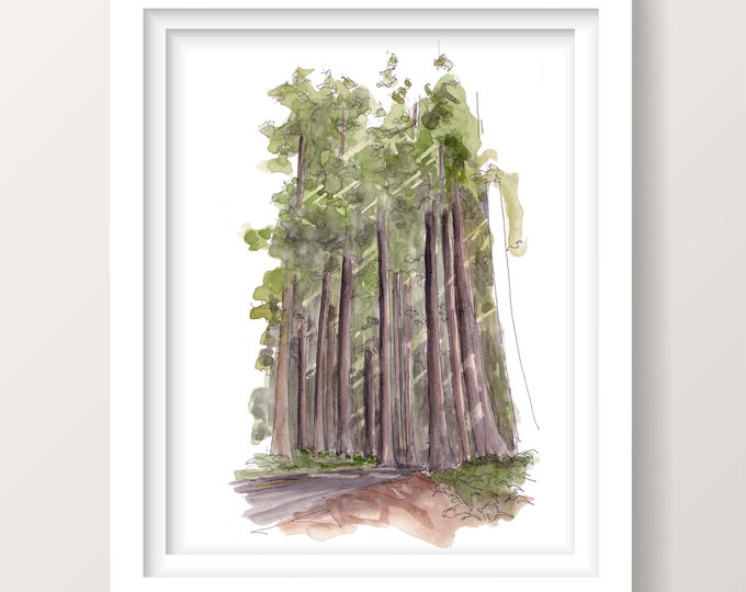 AVENUE of THE GIANTS - California Redwood Trees, Route 101 Roadtrip, Ink and Watercolor Plein Air Painting Drawing, Art Print, Drawn There