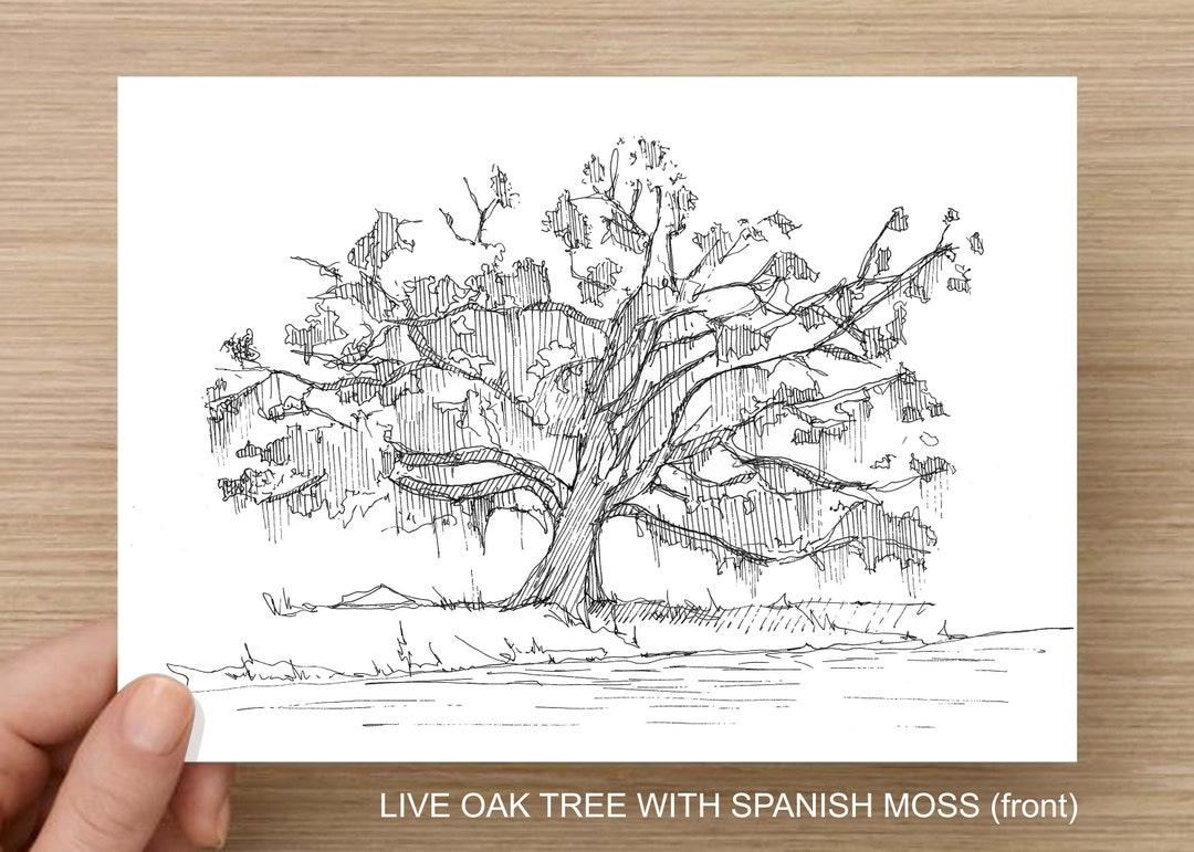 LIVE OAK TREE With Spanish Moss Pen and Ink Drawing Line