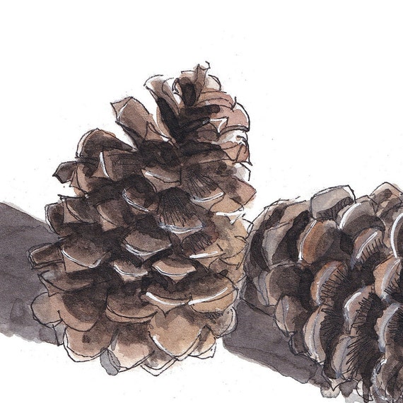松ぼっくり - 自然の水彩画、松の木、自然のスケッチブックアート