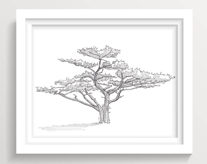 TREE on the LOST COAST Trail - California, Nature, Simple, Line Drawing, Pen and Ink, Sketchbook, Art Print, Drawn There