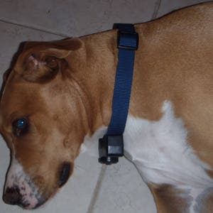Puede incluir: Un perro marr&oacute;n y blanco con un collar de nailon azul con un receptor negro adjunto. El perro est&aacute; acostado en un suelo de baldosas de color claro.
