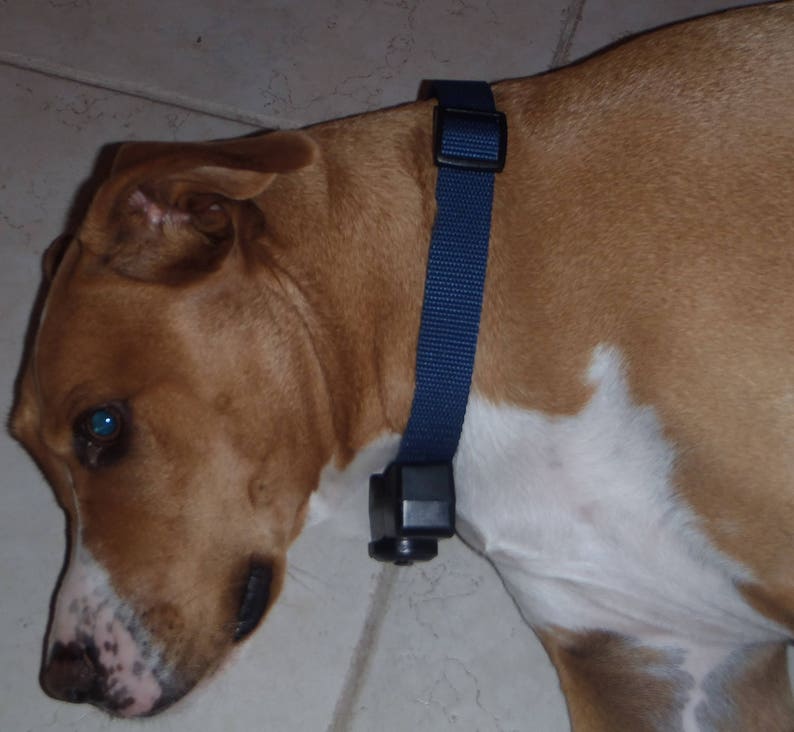 Puede incluir: Un perro marr&oacute;n y blanco con un collar de nailon azul con un receptor negro adjunto. El perro est&aacute; acostado en un suelo de baldosas de color claro.