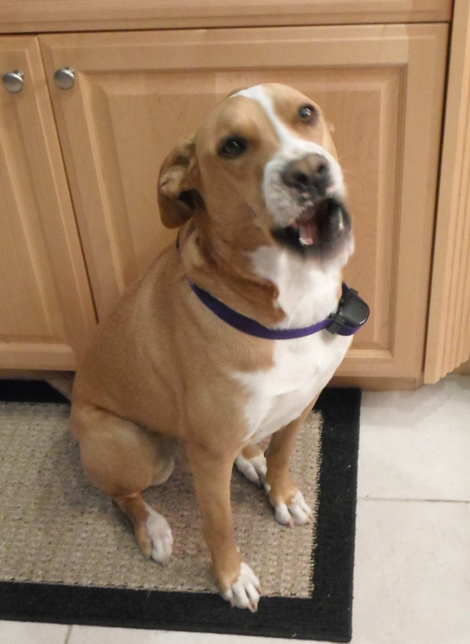 Basic Replacement Collar FOR Petsafe Stay and Play Containment Etsy