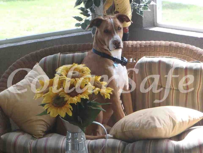 Basic Replacement Collar FOR Petsafe Stay and Play Containment Etsy