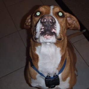 Puede incluir: Un perro marr&oacute;n y blanco con ojos verdes que lleva un collar azul con un dispositivo negro adjunto.