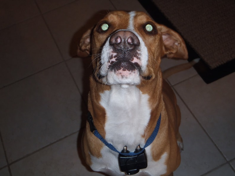 Puede incluir: Un perro marr&oacute;n y blanco con ojos verdes que lleva un collar azul con un dispositivo negro adjunto.