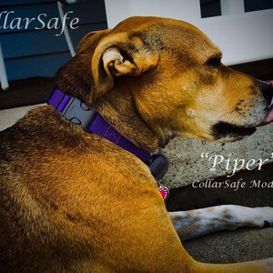 Puede incluir: Un perro marr&oacute;n y blanco con un collar morado y una etiqueta que dice "Piper" CollarSafe Model. El perro est&aacute; acostado y mirando hacia la derecha.