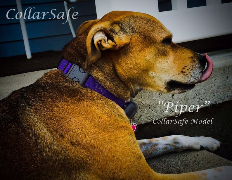 Puede incluir: Un perro marr&oacute;n y blanco con un collar morado y una etiqueta que dice "Piper" CollarSafe Model. El perro est&aacute; acostado y mirando hacia la derecha.