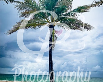 Single Palm [Hollywood Beach, Florida - tropical, palmeras, decoración del hogar, decoración de oficina, playa, océano] Impresión 8x10 con estera blanca de 11x14