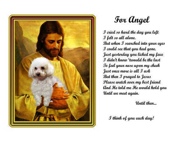 little live pets bizzy bubs