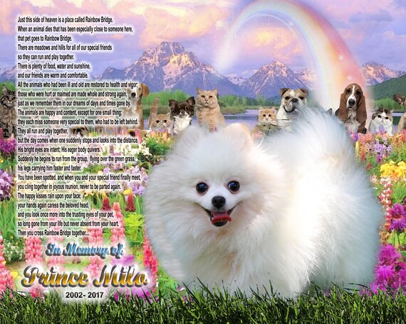 rainbow pomeranian