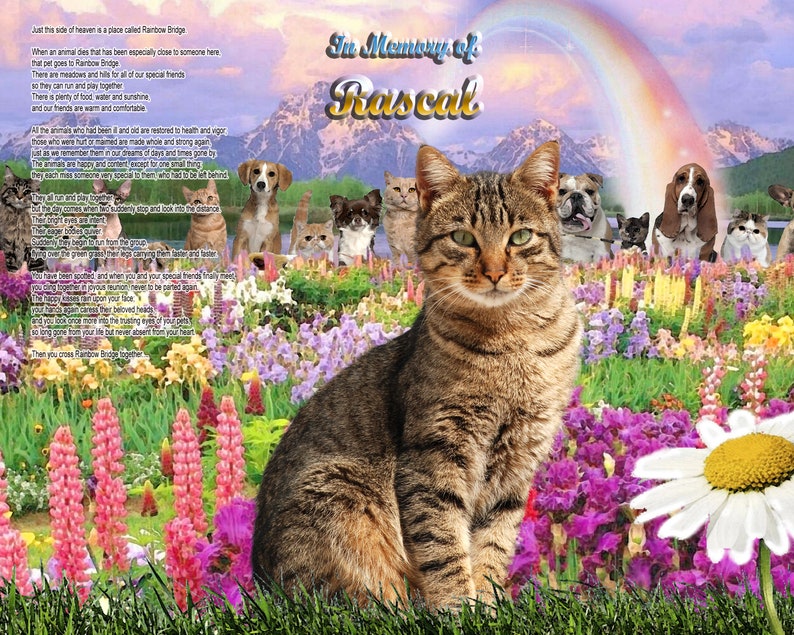 Tabby Cat Memorial at Rainbow Bridge/poem Memorial Etsy