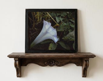 Datura Poisonous Flower Photography Print