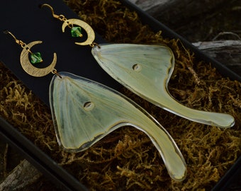 Real Luna Moth Wing Earrings