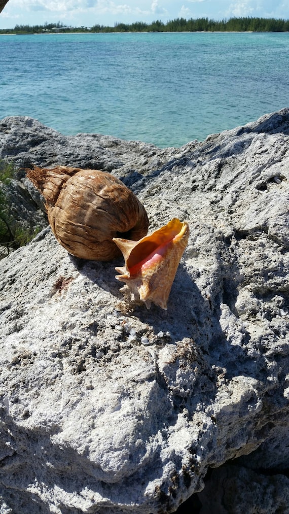 Free Port Coconut and Conch Shell #digitalartdownloads