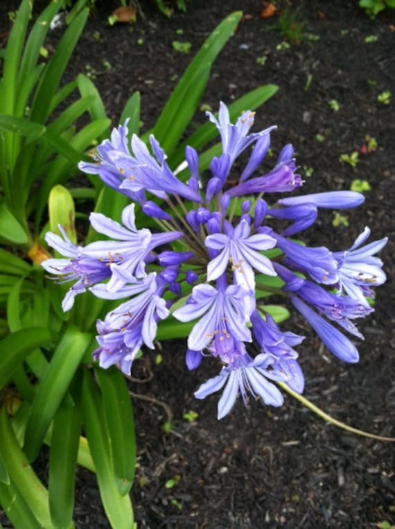 Tranquil Garden Purple Flowers Cypress Texas #digitalartdownloads