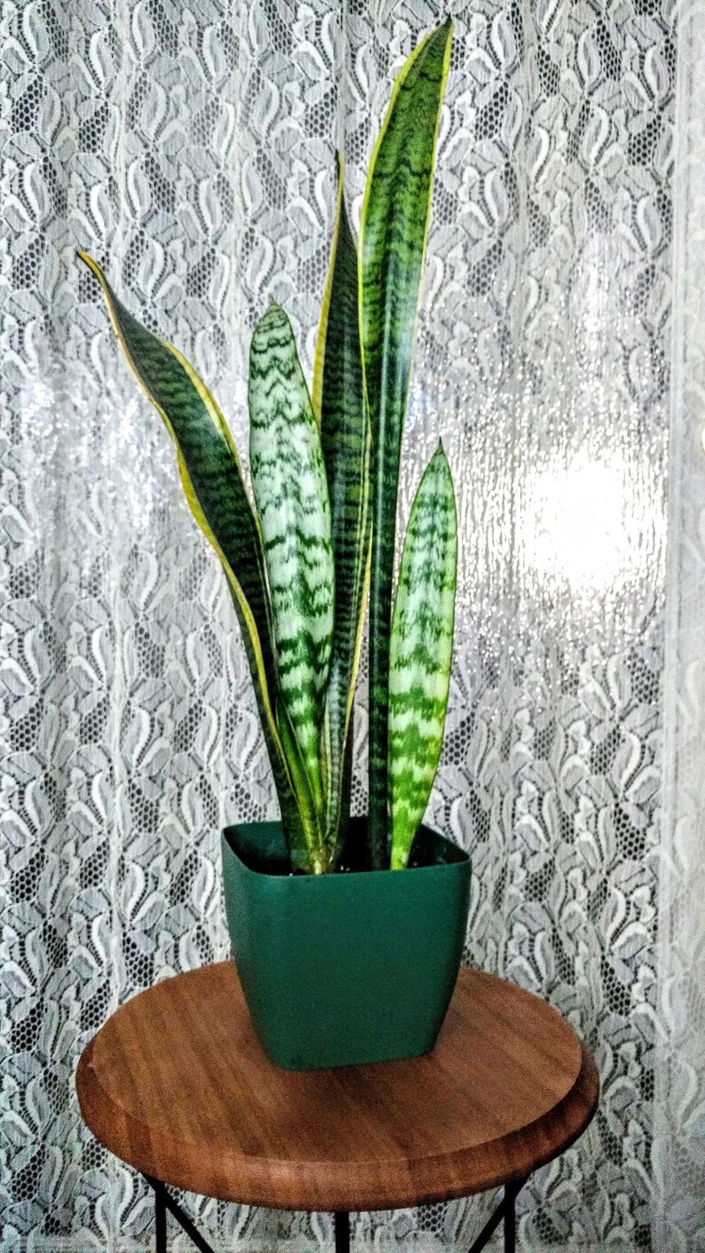 One Unrooted Snake Plant Cutting / 8�� Live Snake Etsy