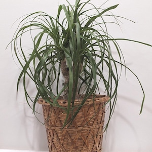 HANDMADE  Wicker Planter / Boho  Decor / Woven Plant Pot Holder   / Vintage handwoven rattan wicker   Plant Pot Holder